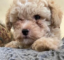 Poodle – Toy poodle (male 3 m/o) SAN DIEGO
