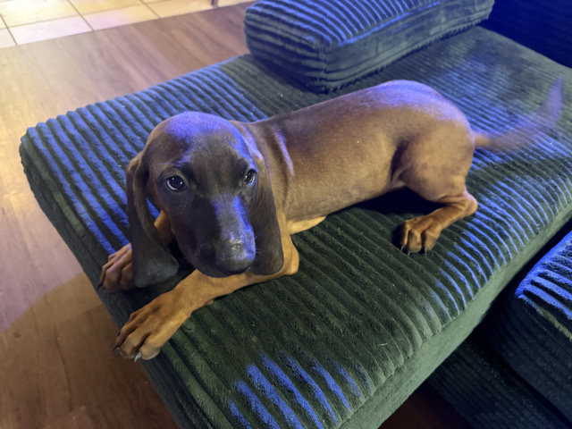 Bavarian Mountain Hound – Bavarian Mountain Hound Puppy 2 – Sanger