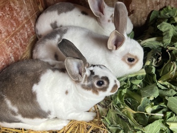 Dutch - rabbit  available for adoption in Manchester