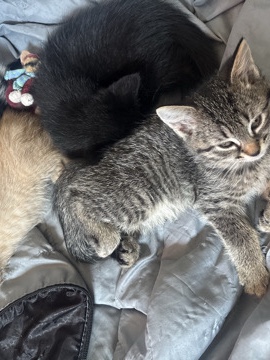 Kittens – Warren