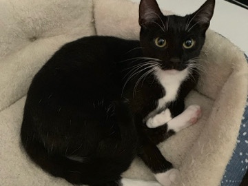 Image of American Shorthair