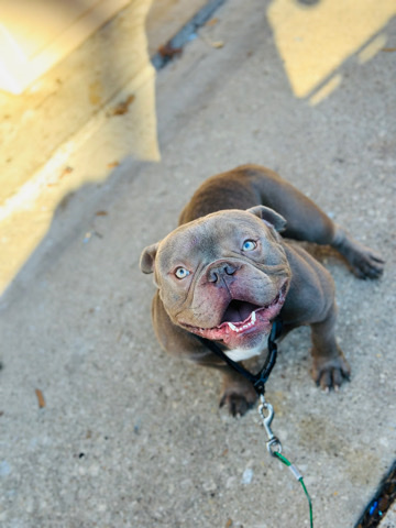 American Bulldog – American bully