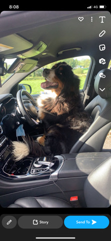 Bernese mountain dog. 