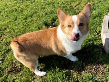 Cardigan Welsh Corgi – corgi – Philadelphia
