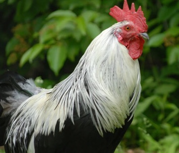 Free Rooster to protect your hens