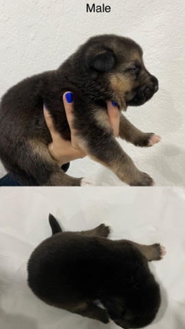 German Shepherd – German shepherd puppies