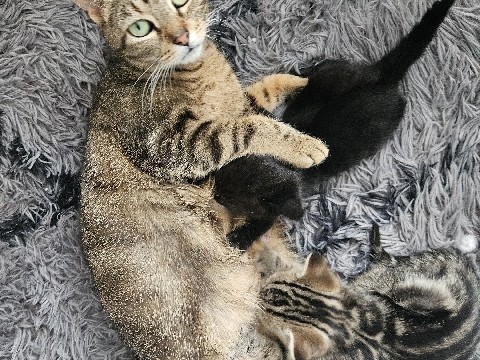 Russian Blue – we have got 3 beautiful 5 week old kittens were looking for a loving home and new family for these kittens. we have got a mixed breed littre including(russian blue,tabby,and black tabby cats) – Kent