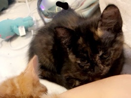 British Shorthair – kitten for sale (ginger kitten sold)