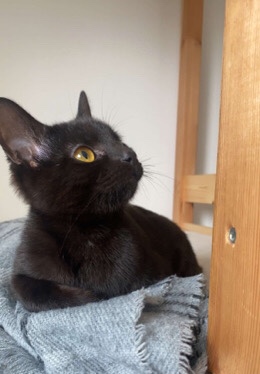 Bombay – kitten for sale!