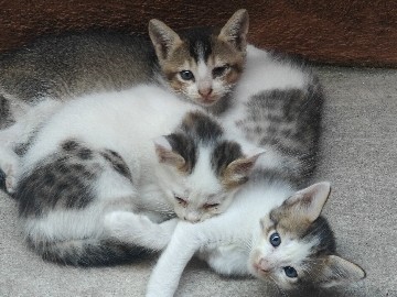 kittens available for free of cost, chose what u like – Chennai