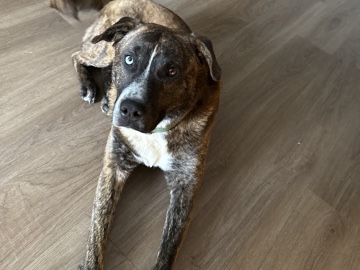 Plott Hound – dog needs rehome – Spring