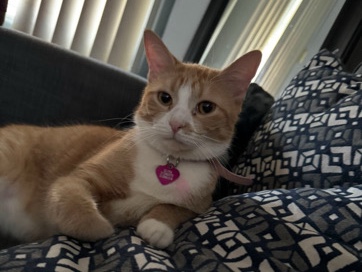 Russian White, Black and Tabby – Orange tabby – Roseville