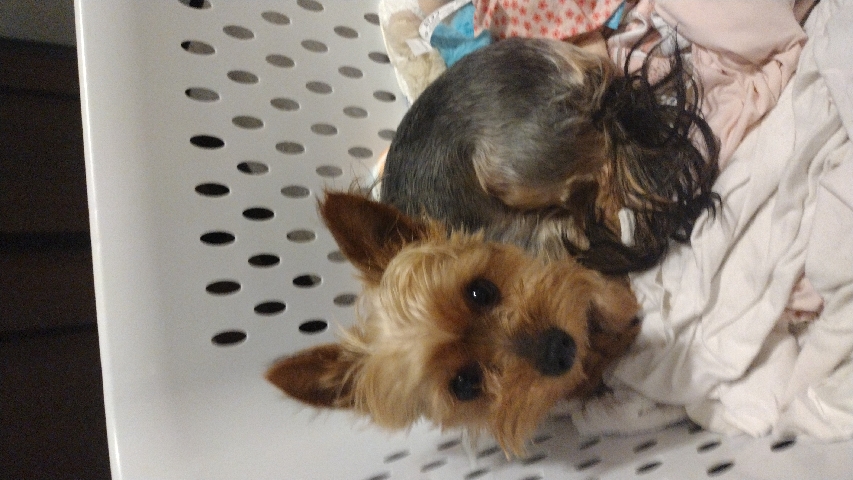 Yorkshire Terrier – Shorkies for sale (Yorkie/Schit-zu