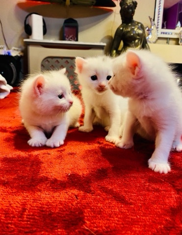 Ragdoll – kiten ragdoll