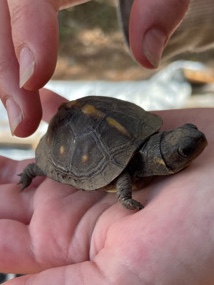Florida box turtle