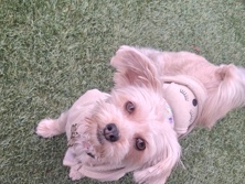 Yorkie Poo – Asha – Fresno