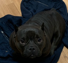 American Bulldog – Black American Bully