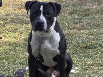 American Pit Bull Terrier – Trying to find him a better home he’s for sale – Harrisburg