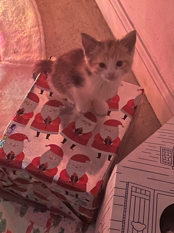 Dwarf cat – Rehoming for kitten