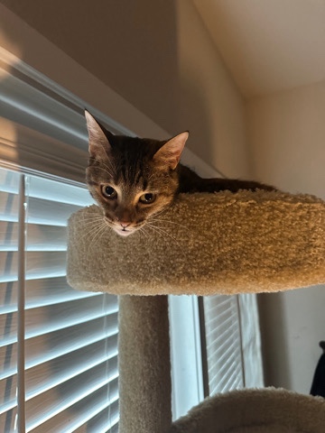 free cat