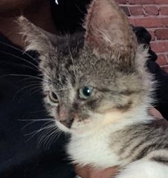 American Shorthair – Tabby/ American short hair Looking for New Home