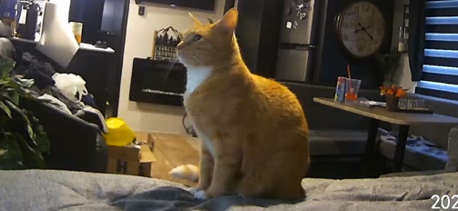 kilo (Cat)