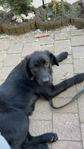 Labrador Retriever – nala, 6monate, labrador