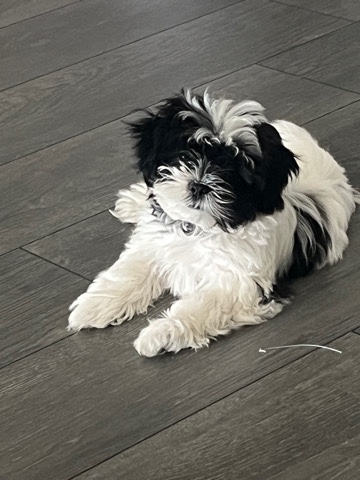 Shih Tzu – shih Tzu