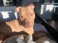 American Pit Bull Terrier - Ella available for adoption in Swampscott