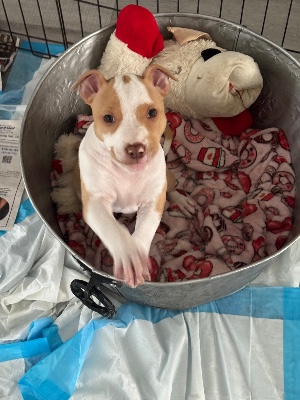 American Pit Bull Terrier – FEMALE RED NOSE PIT BULL PUPPY – New York