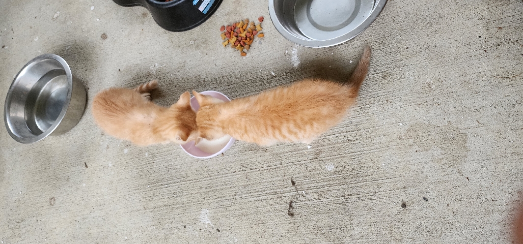kittens