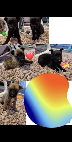Belgian Shepherd Dog (Malinois) – puppies