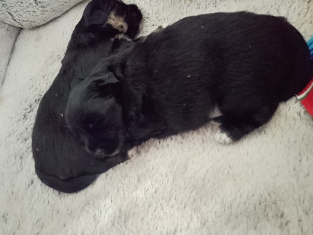 German Spitz – German Spitz X Maltese puppies – Kingston