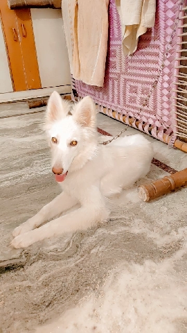 white German shepherd for sell