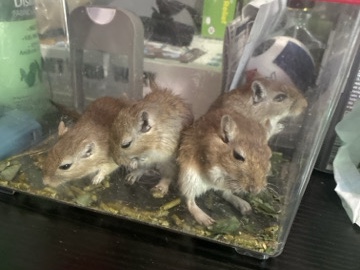 Gerbil – Gerbil– free, willing to ship – Tampa