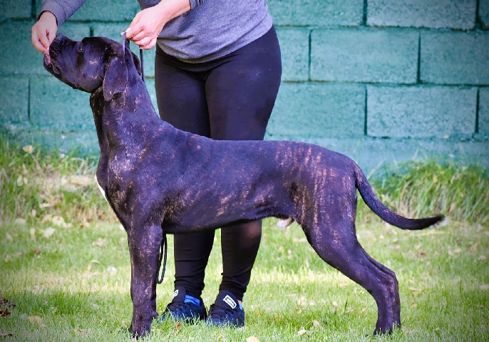 Cane Corso – Cane Corso