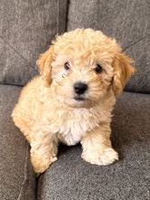 Poodle – Maltipoo puppy