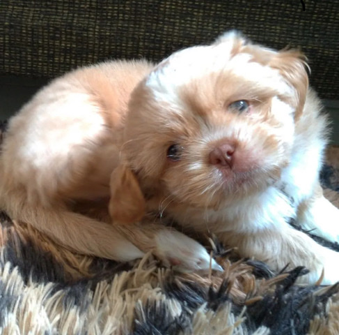 Lhasa Apso – I’m offering a lovely pet