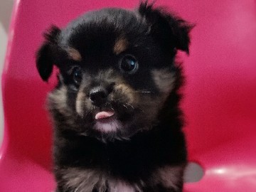 Pomeranian – pomerian puppy – Rialto