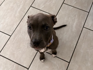 American Pit Bull Terrier – Blue Pittbull – Bay Saint Louis