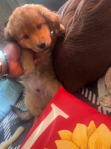 German Shepherd – Aussie Doxie Puppies