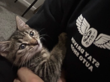 Kitten – Bensalem