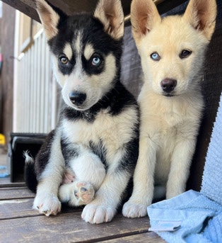Siberian Husky – Huskies pups