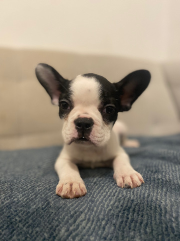 French Bulldog – Female French Bulldog
