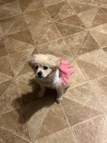 Shih-Poo