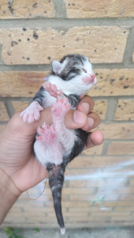 Russian White, Black and Tabby – Kittens for sale
