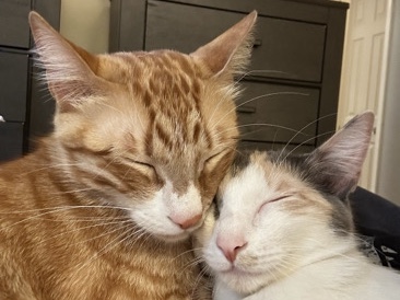American Shorthair – Cat Siblings – Philadelphia