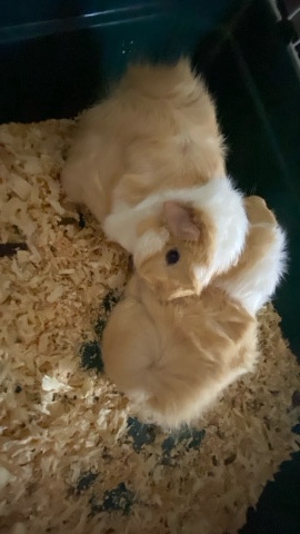 Any – Guinea pigs