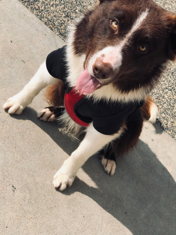 Border Collie – Rehoming