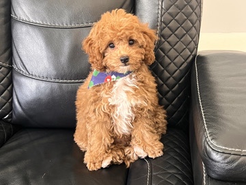 Poodle – mini toy poodle – Doral
